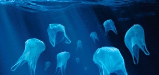 Plastic Pollution in the Ocean