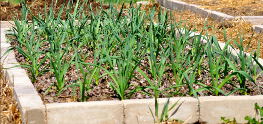 Natural Garden Pest Control